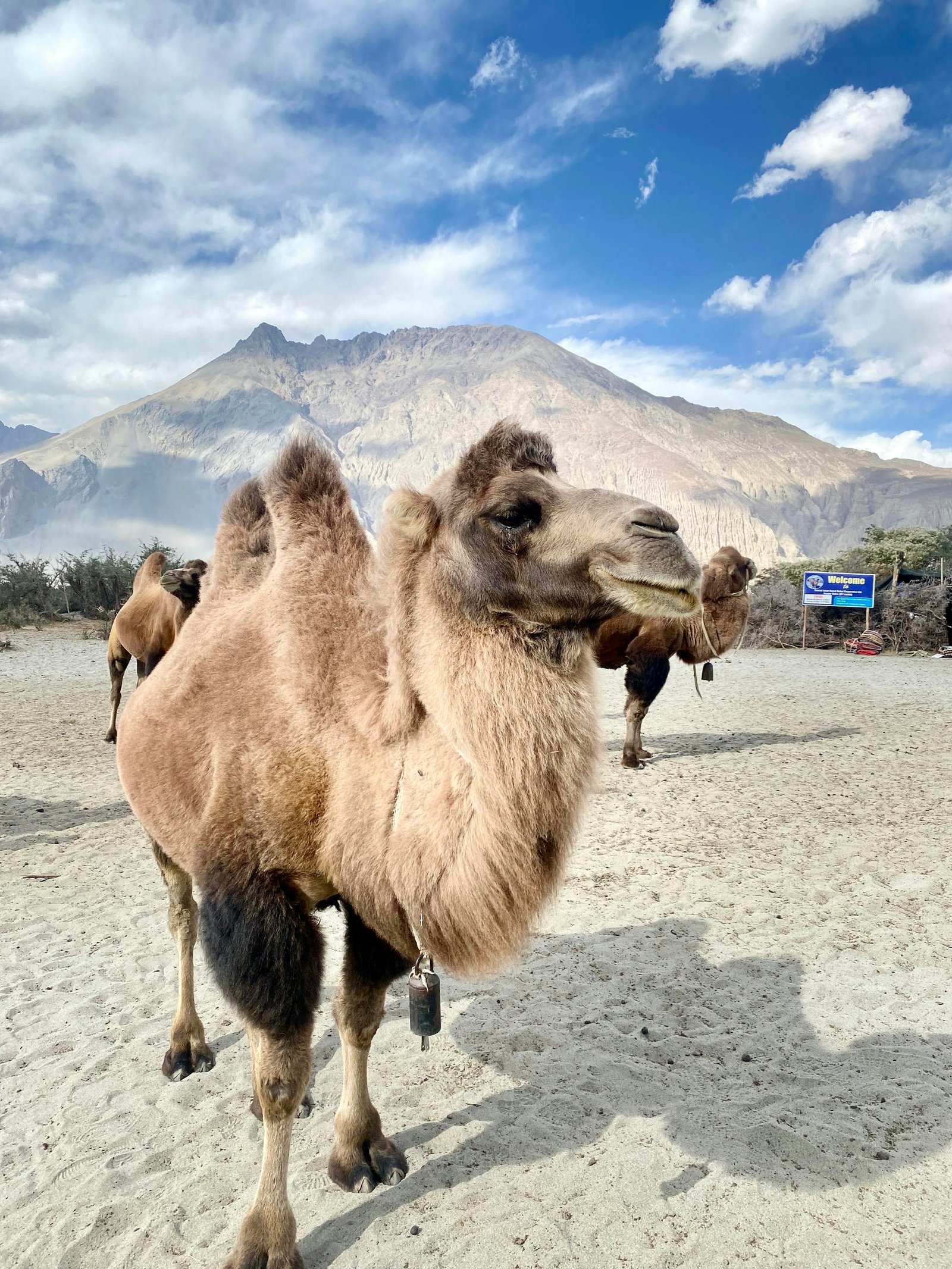 Bactrian camels in Diskit desert against scenic mountain backdrop, showcasing natural beauty and wildlife in Ladakh.