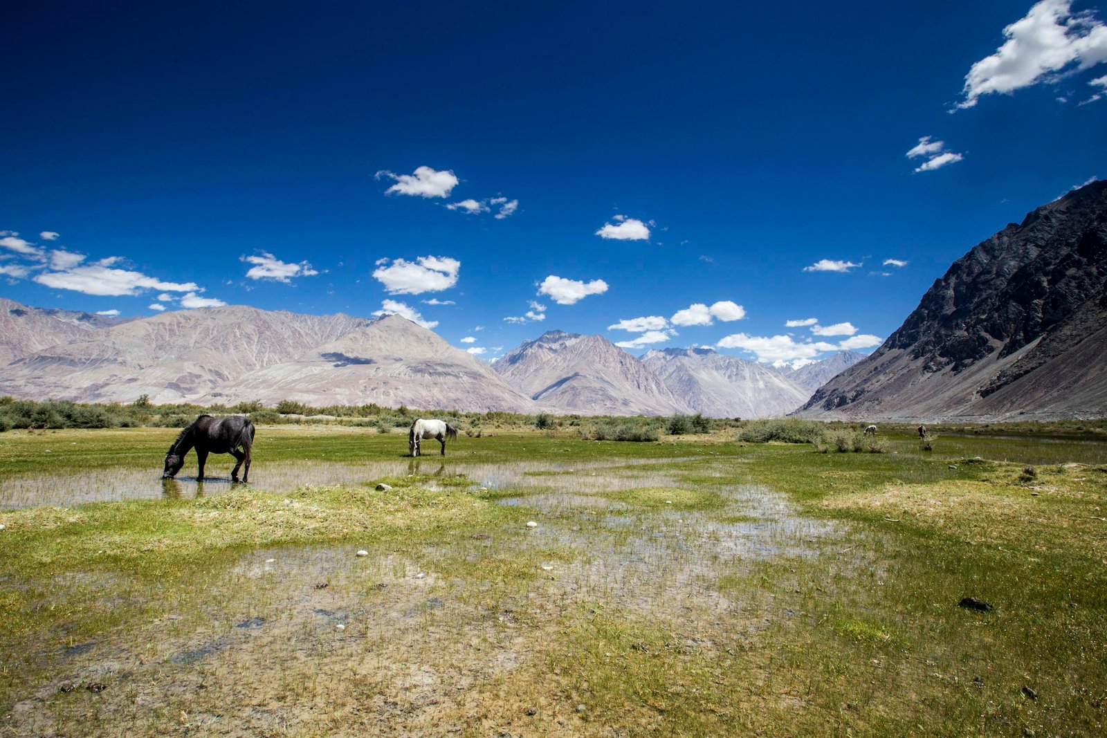 Beautiful landscape of Nubra Valley with horses grazing, mountains, and clear blue skies.