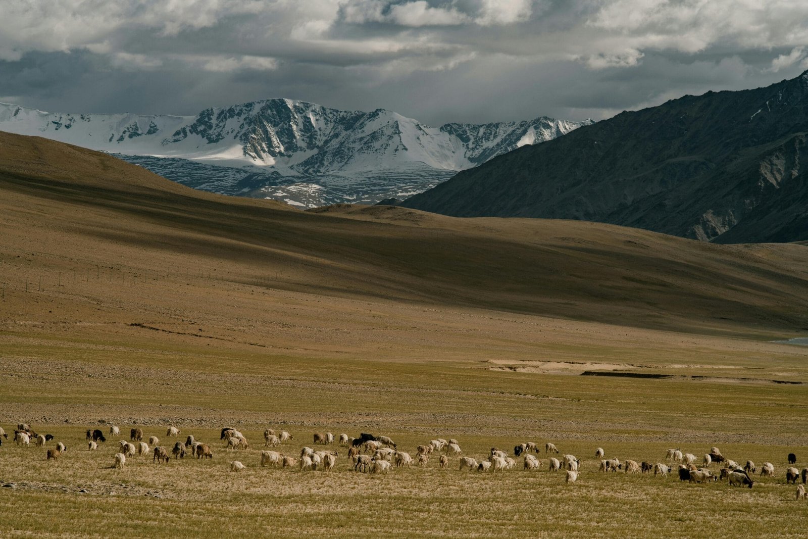 Flock of domestic sheep grazing on grassy field against showy mountains and cloudy sky in countryside in sunny day in nature